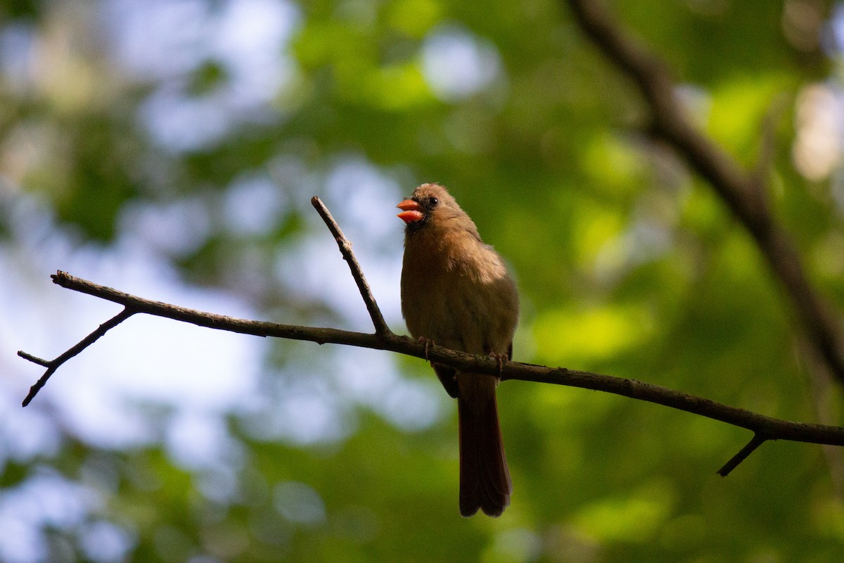 Cardinal rouge - ML619415970