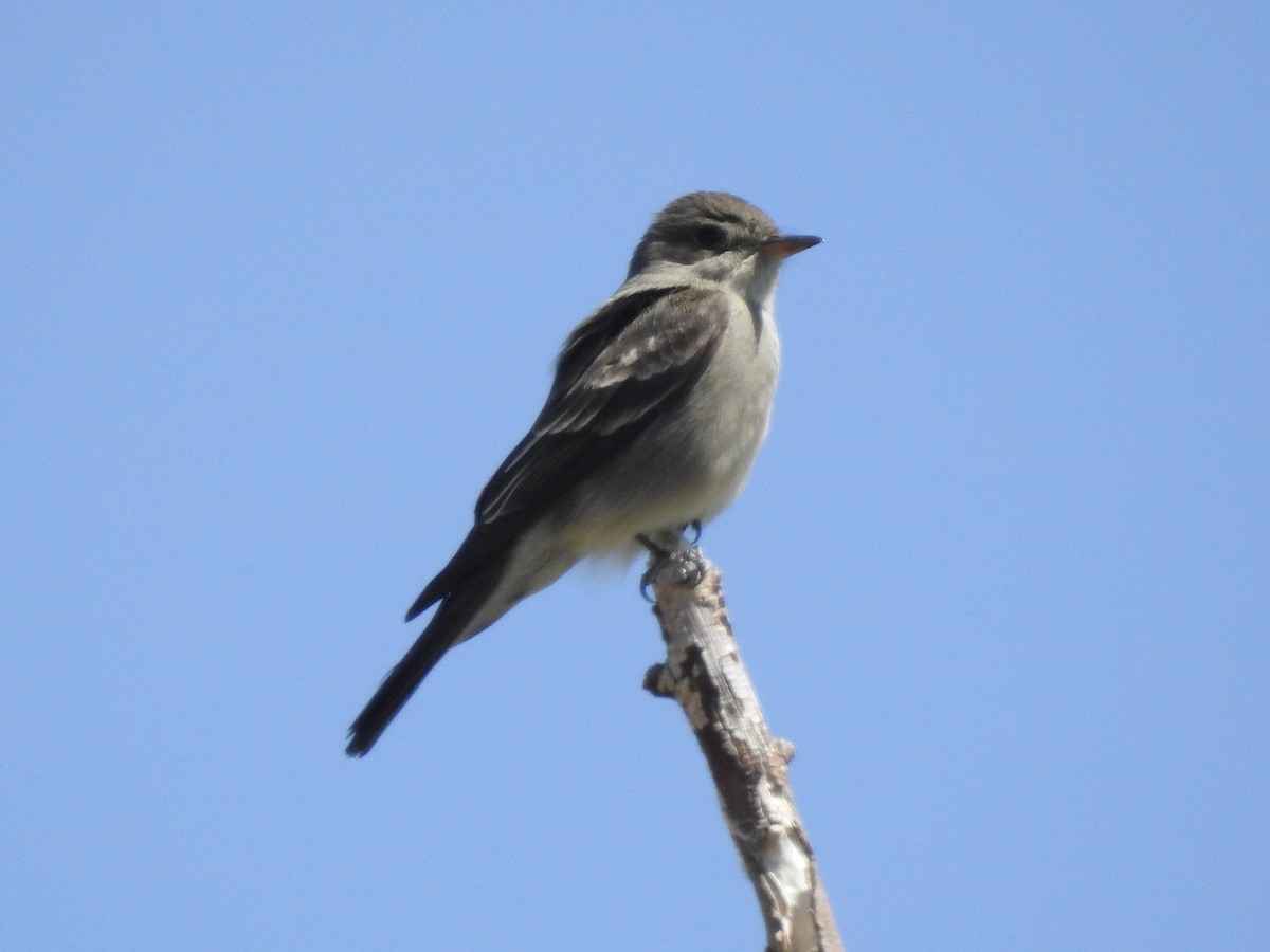 Western Wood-Pewee - Victoria Vosburg