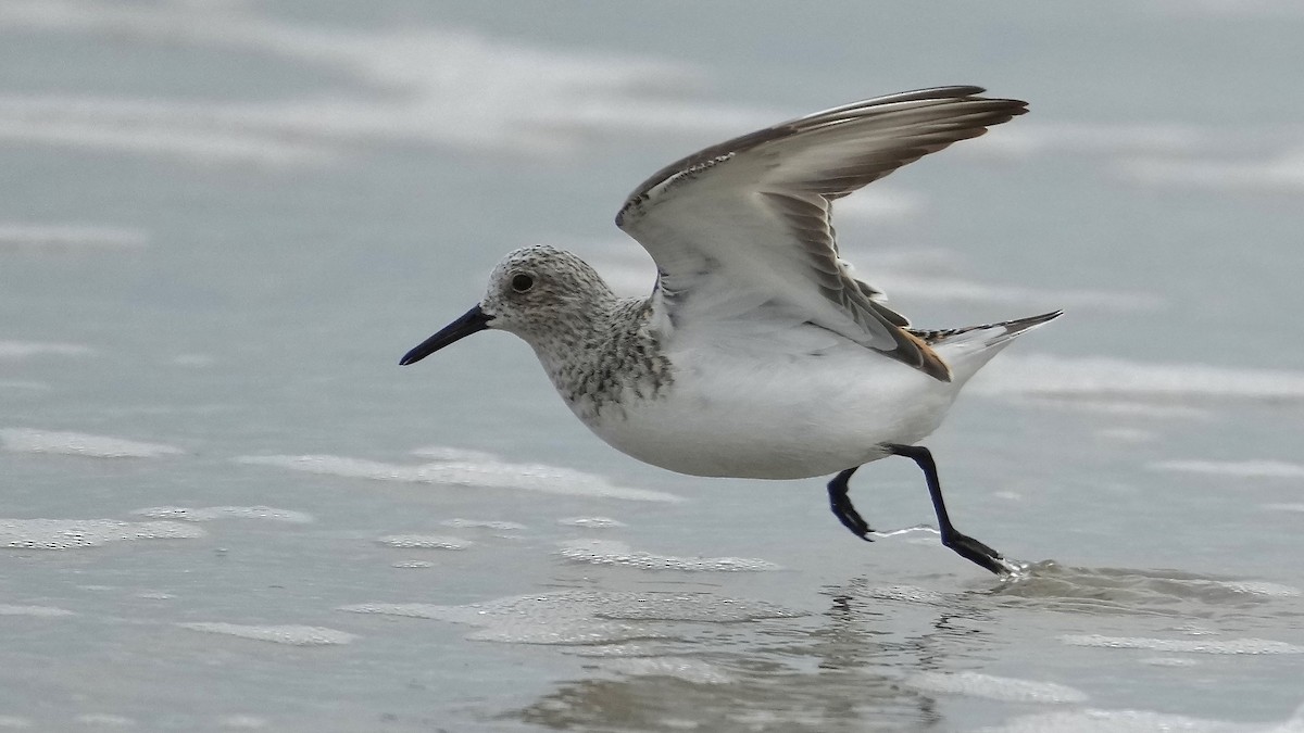 Sanderling - Sunil Thirkannad