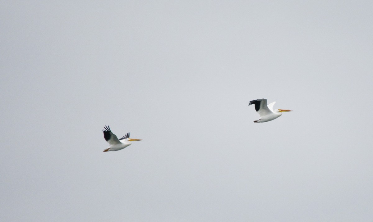 American White Pelican - Jean and Bob Hilscher