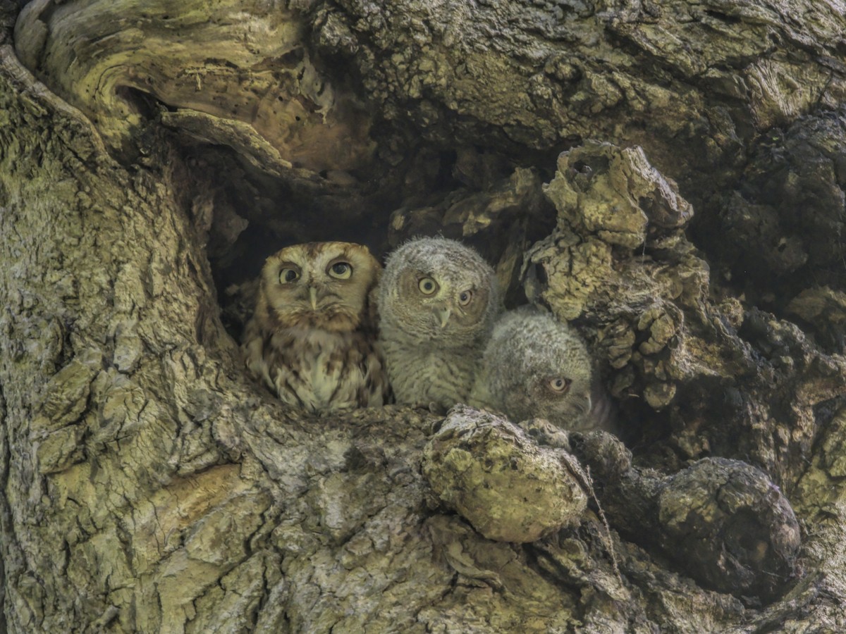 Eastern Screech-Owl - Justin Kolakowski