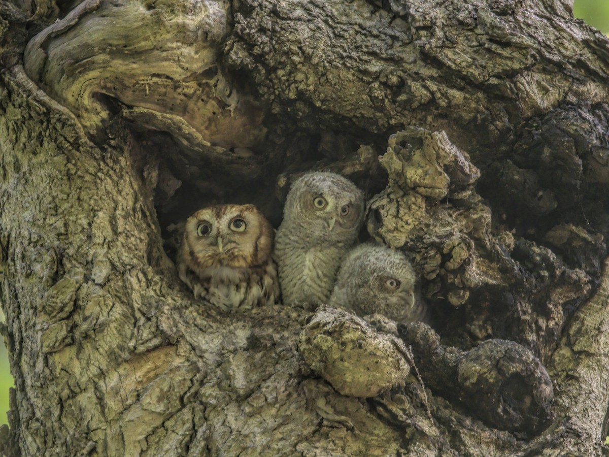Eastern Screech-Owl - Justin Kolakowski