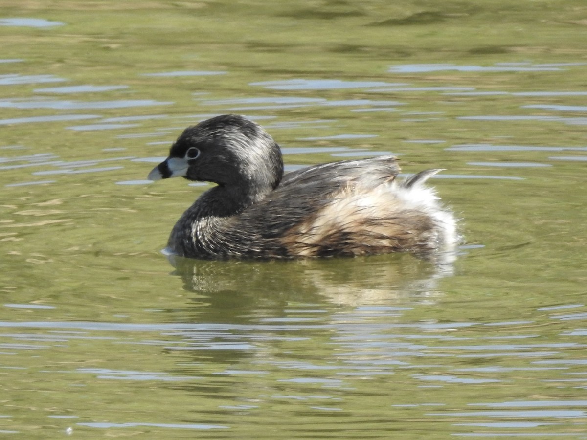 Pied-billed Grebe - Victoria Vosburg