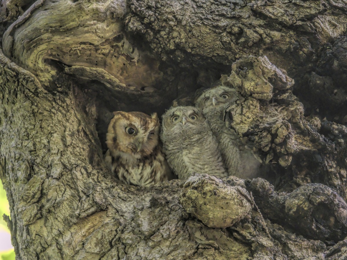 Eastern Screech-Owl - Justin Kolakowski