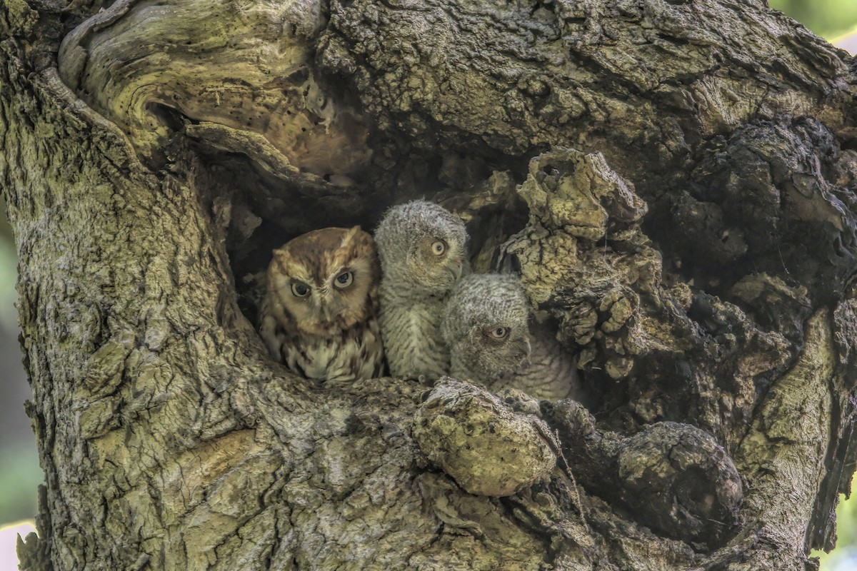 Eastern Screech-Owl - Justin Kolakowski