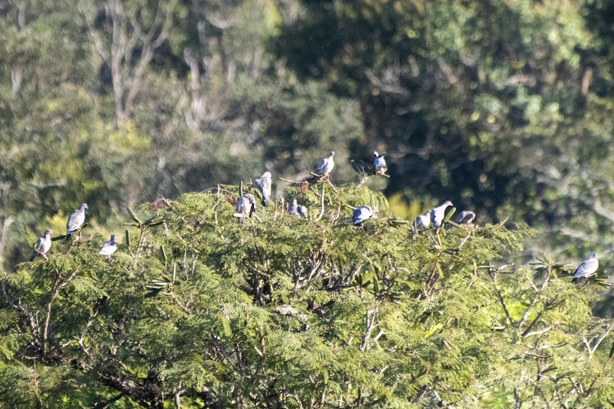 Picazuro Pigeon - Luiz Carlos Ramassotti