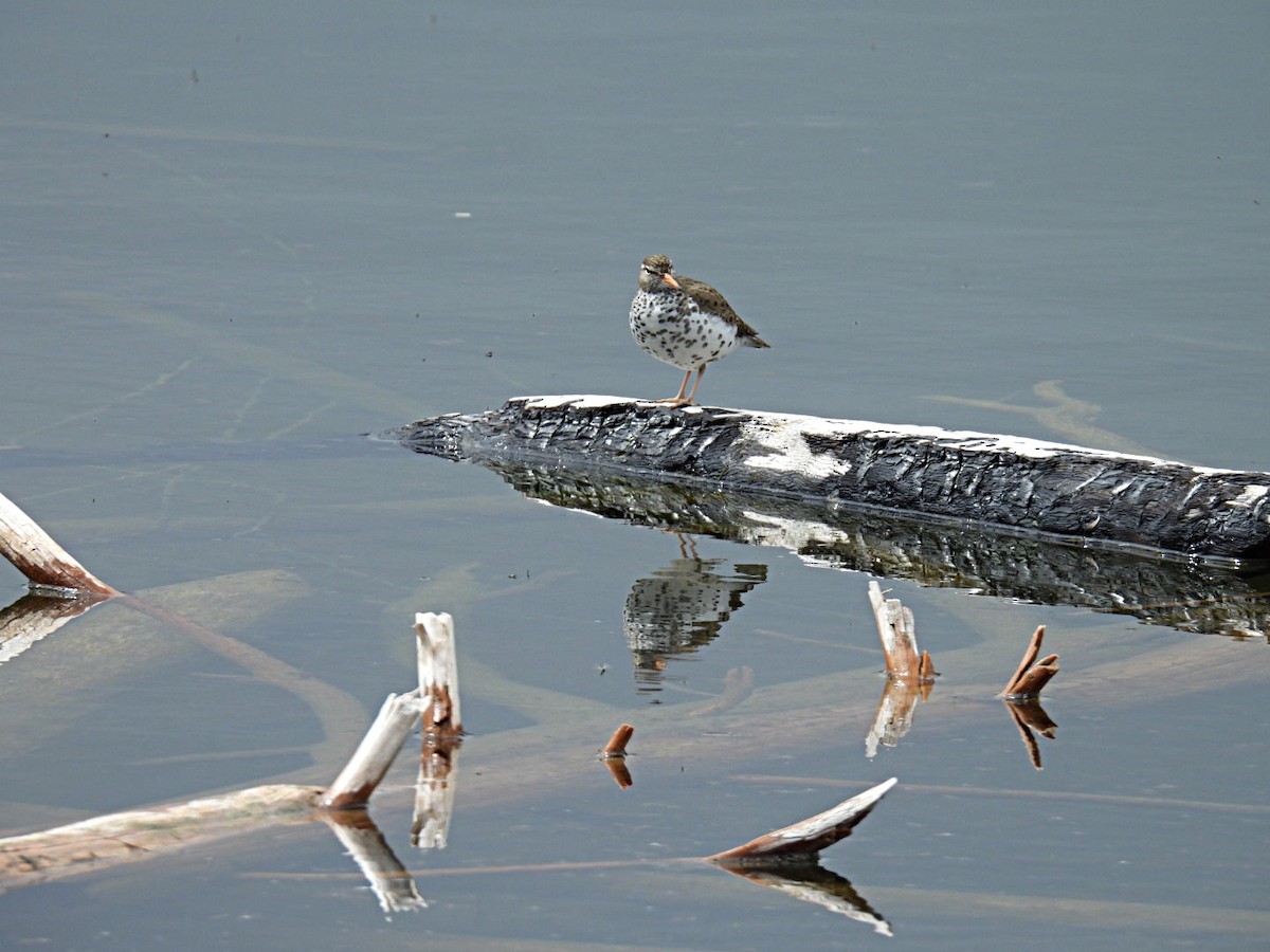 Spotted Sandpiper - Sharon Henry