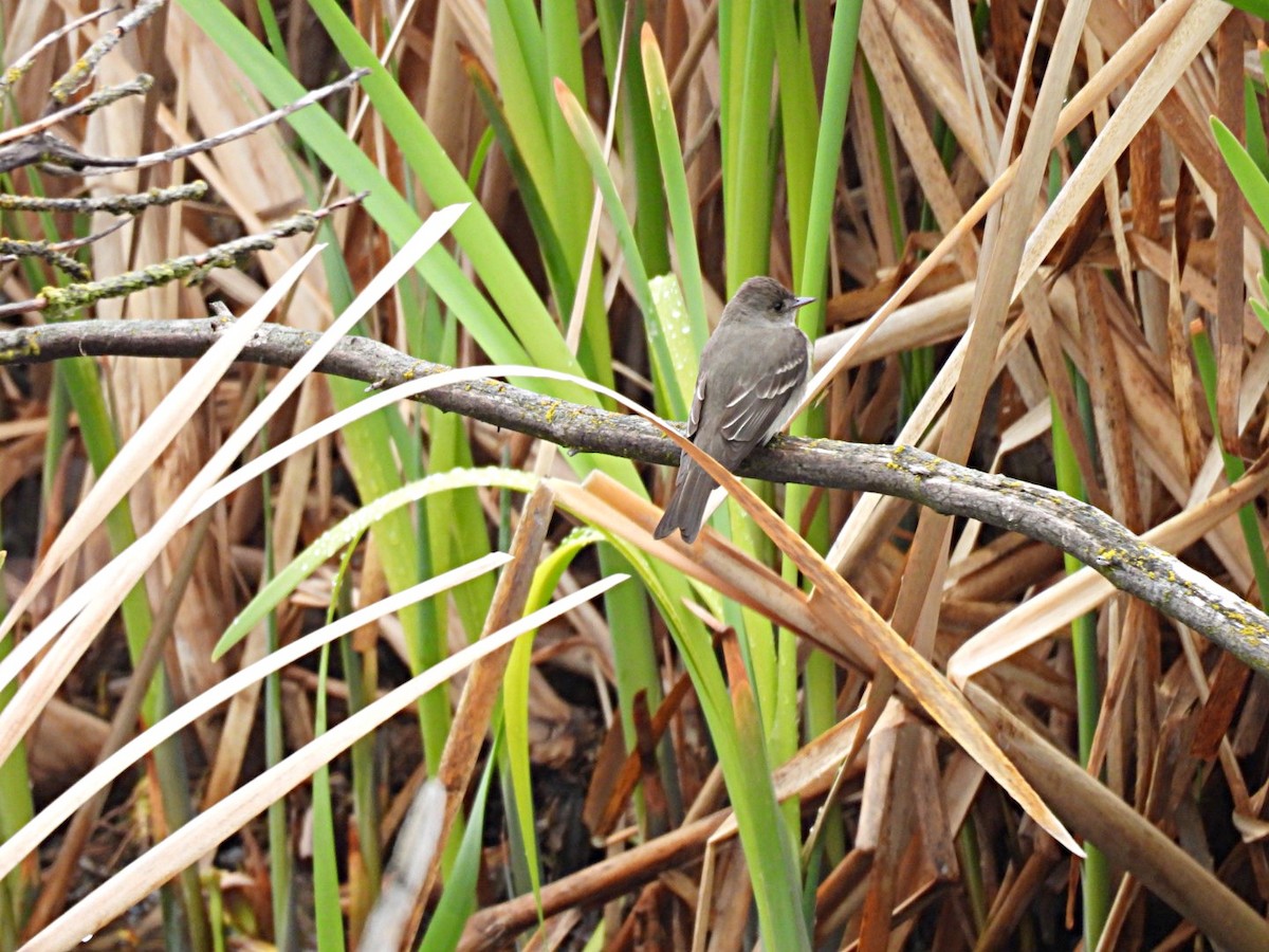 Western Wood-Pewee - Sharon Henry