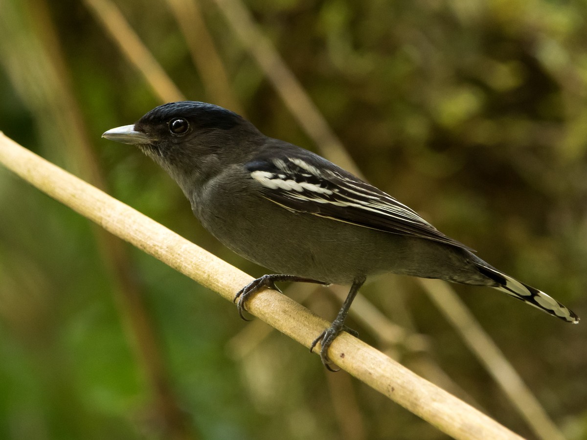 White-winged Becard - Luiz Anjos