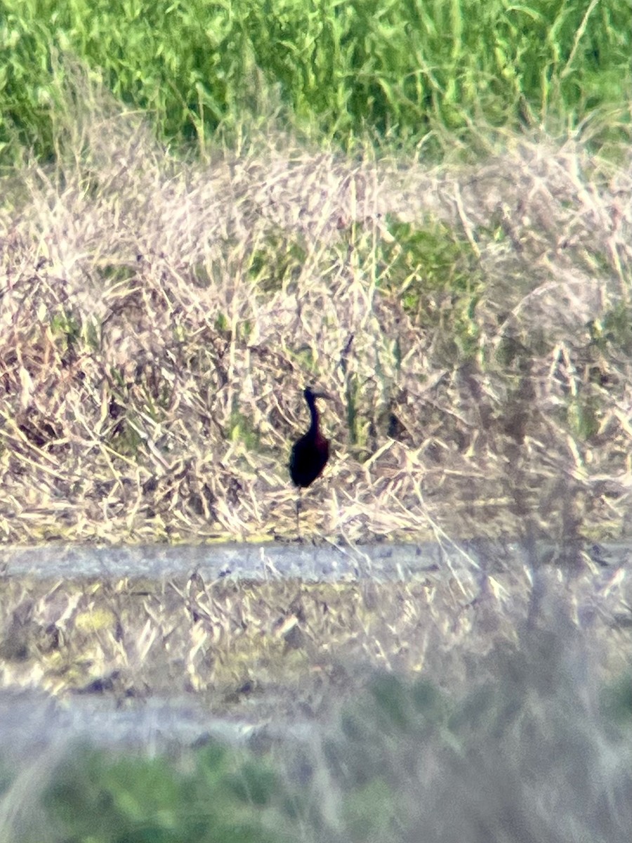 Glossy Ibis - ML619416030