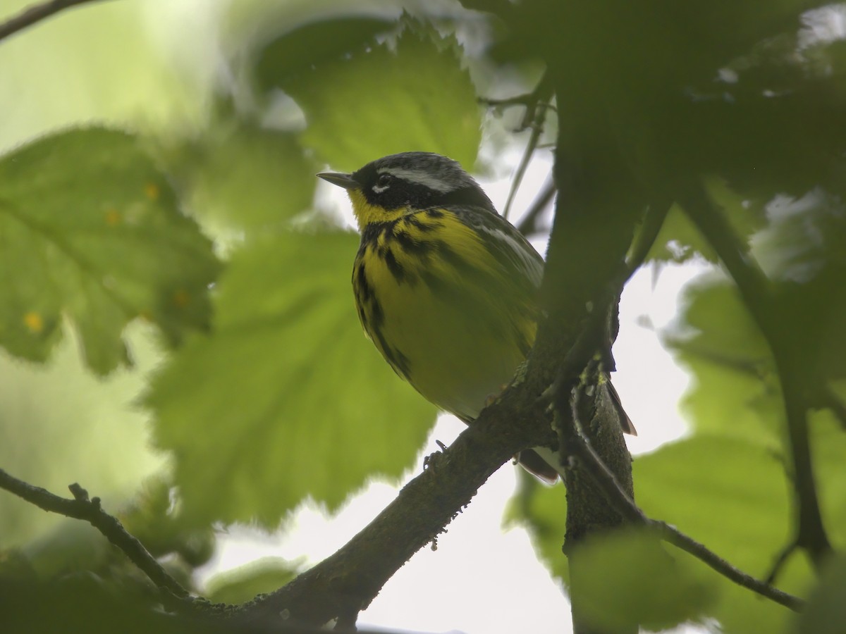 Magnolia Warbler - Justin Kolakowski