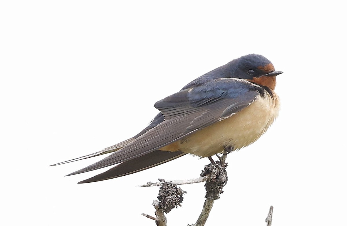 Barn Swallow - ML619416034