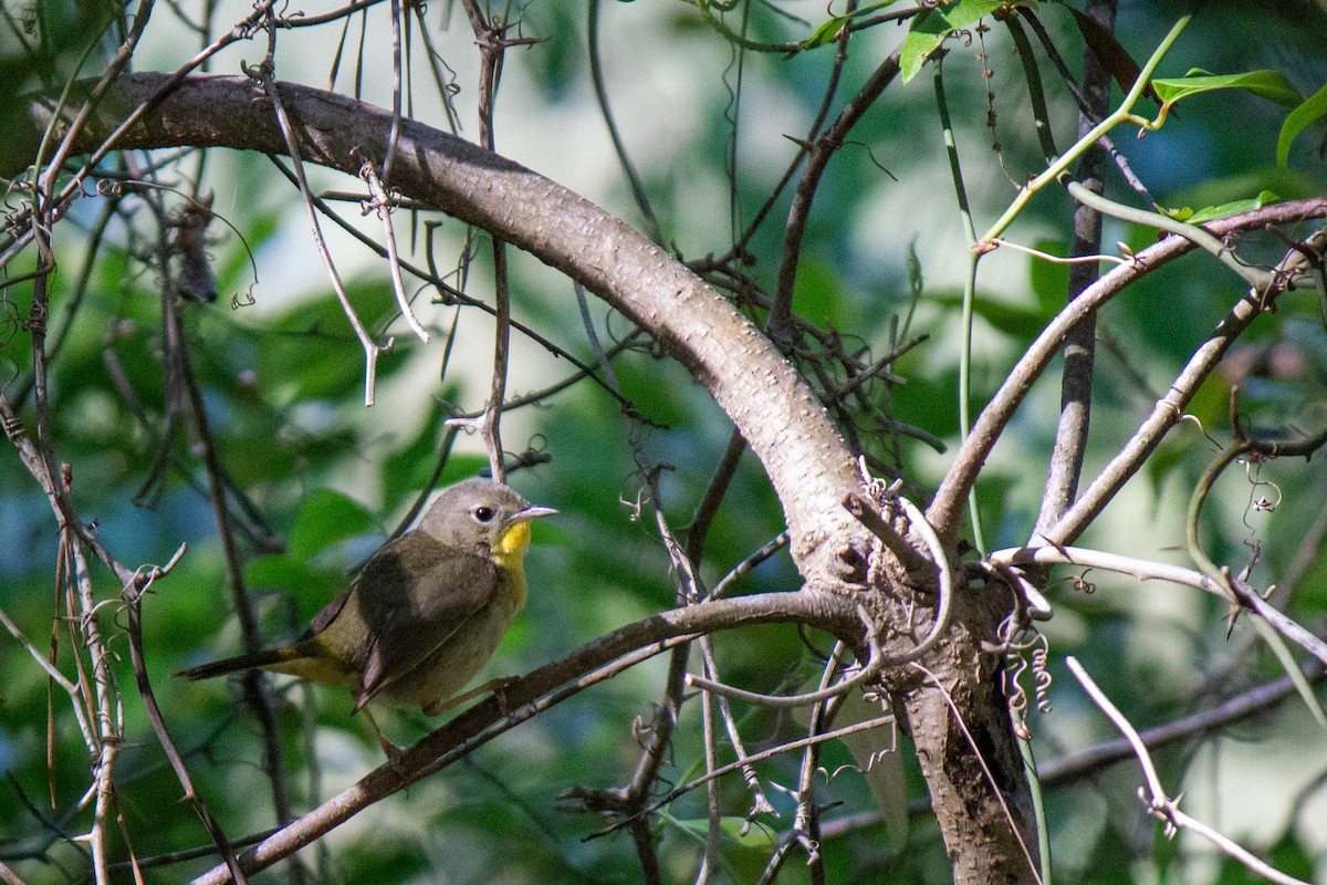 Common Yellowthroat - Will Shattuck