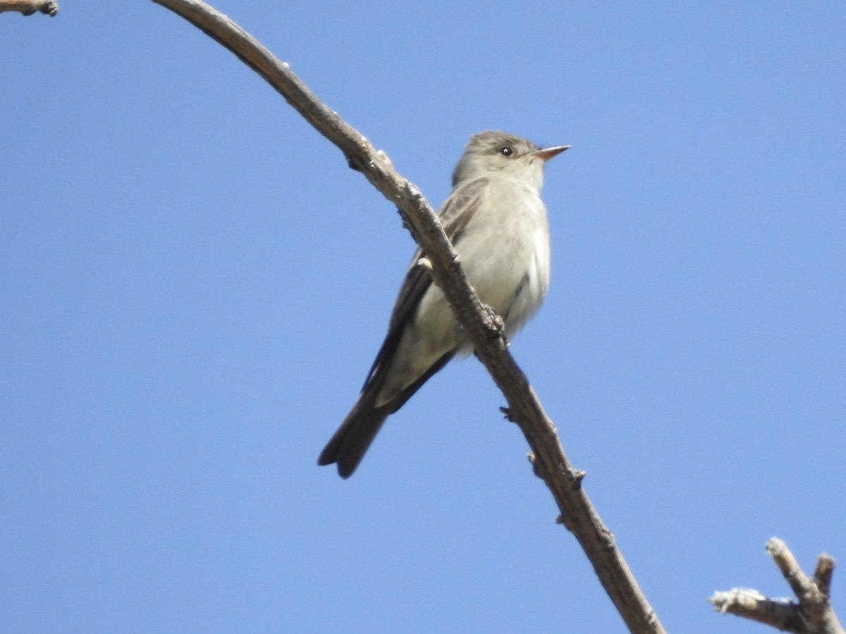 Western Wood-Pewee - Victoria Vosburg