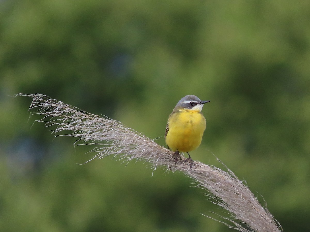 Western Yellow Wagtail - Clemente Álvarez Usategui