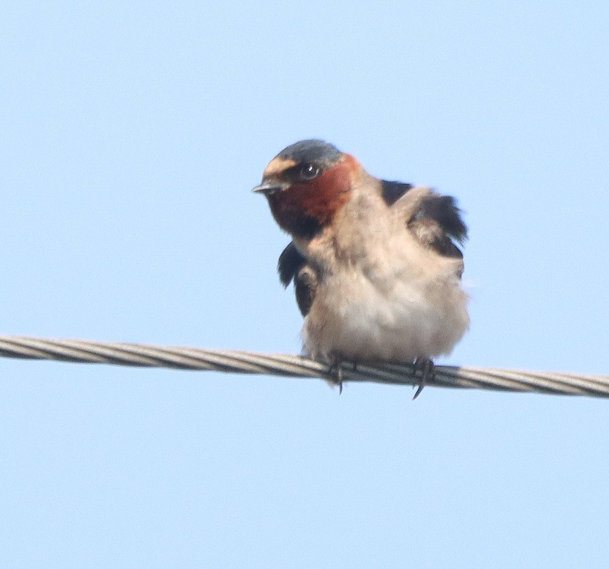 Cliff Swallow - Shelly Kehrle.Sulser