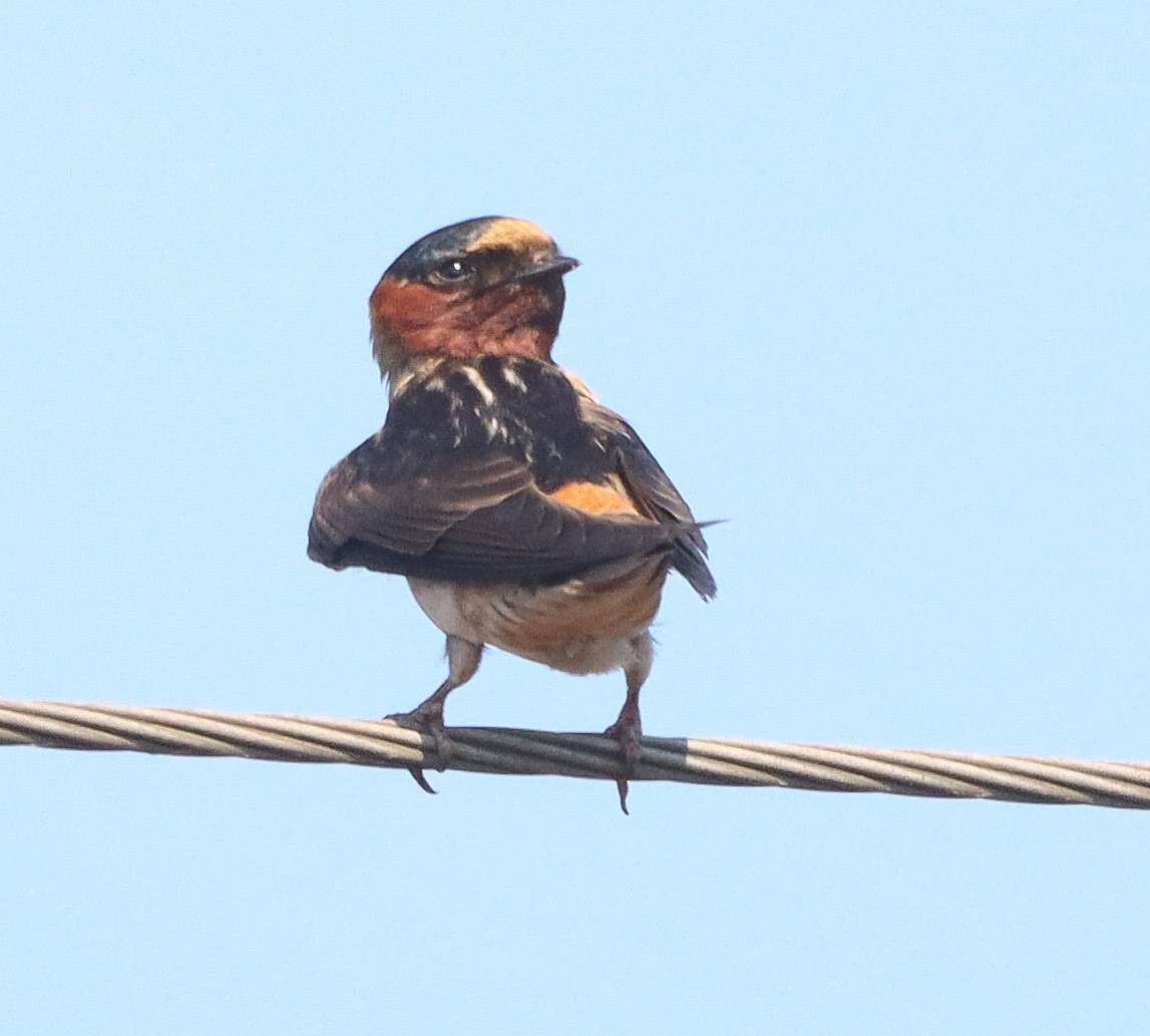 Cliff Swallow - Shelly Kehrle.Sulser