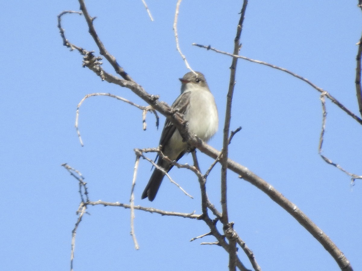 Western Wood-Pewee - Victoria Vosburg