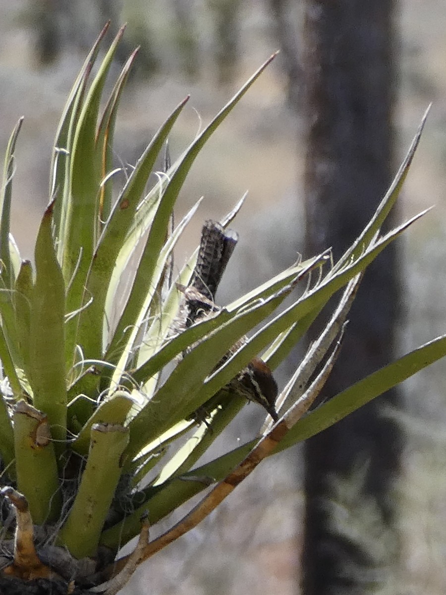 Cactus Wren - K K