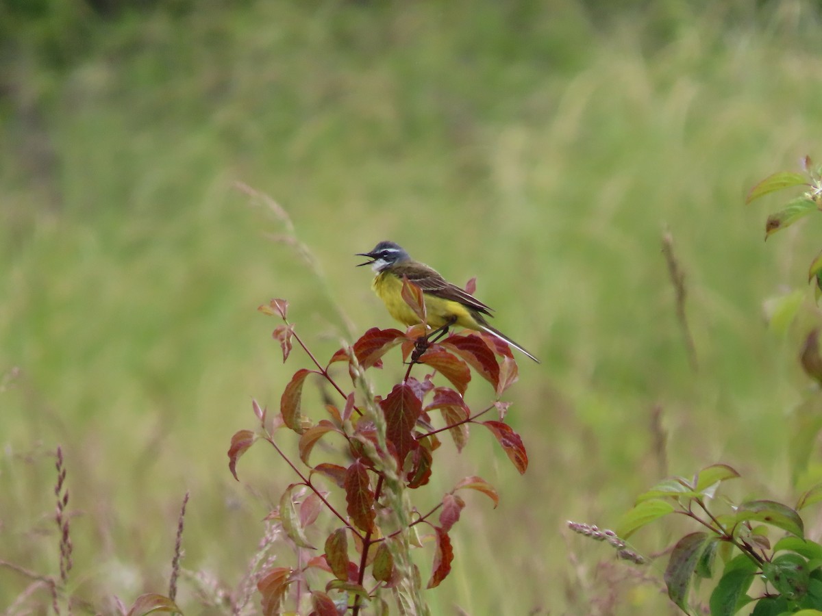 Western Yellow Wagtail - Clemente Álvarez Usategui