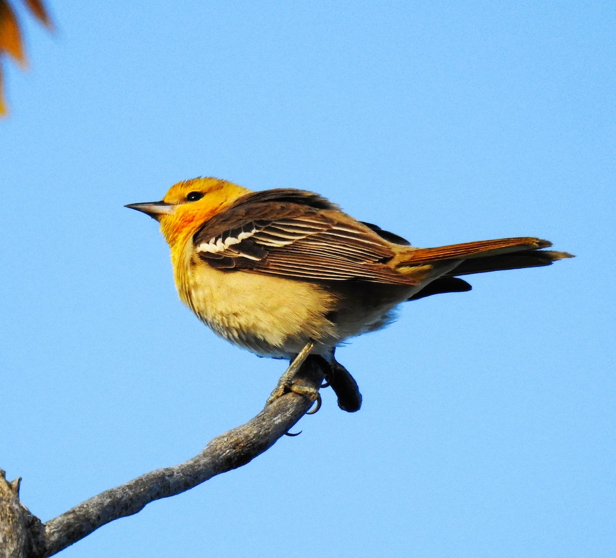 Bullock's Oriole - Elke Davis