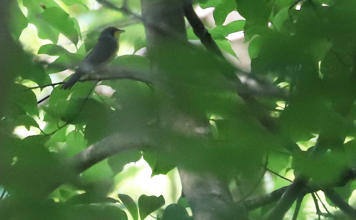 Canada Warbler - ML619416076