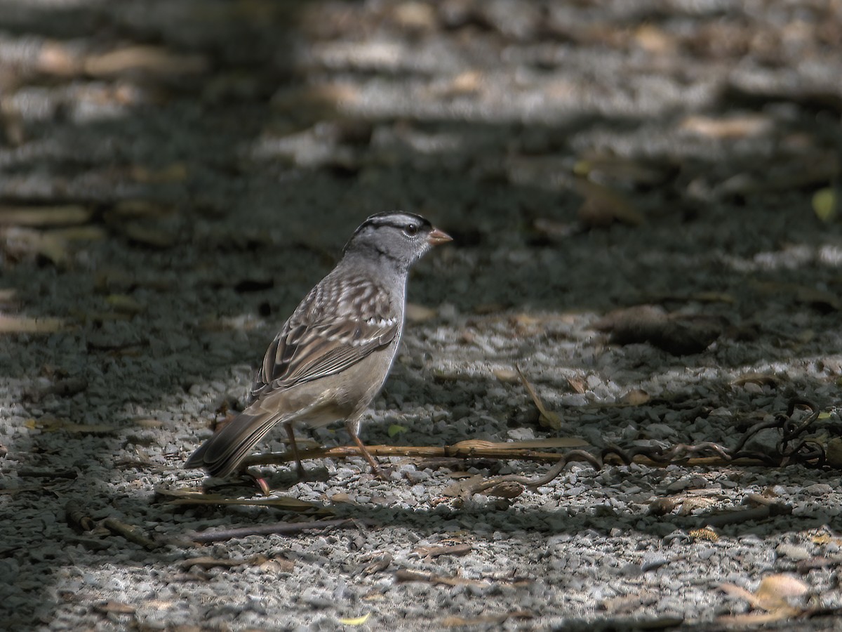White-crowned Sparrow - Justin Kolakowski