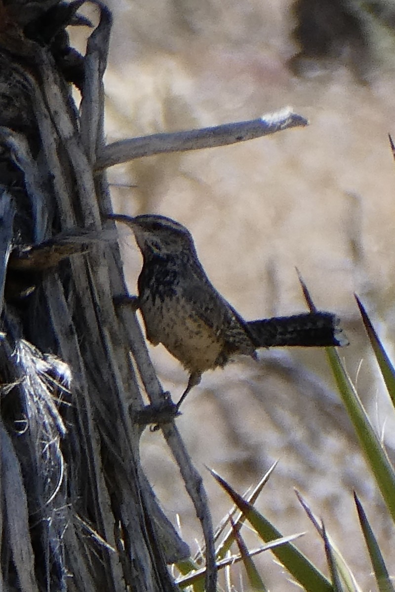 Cactus Wren - K K