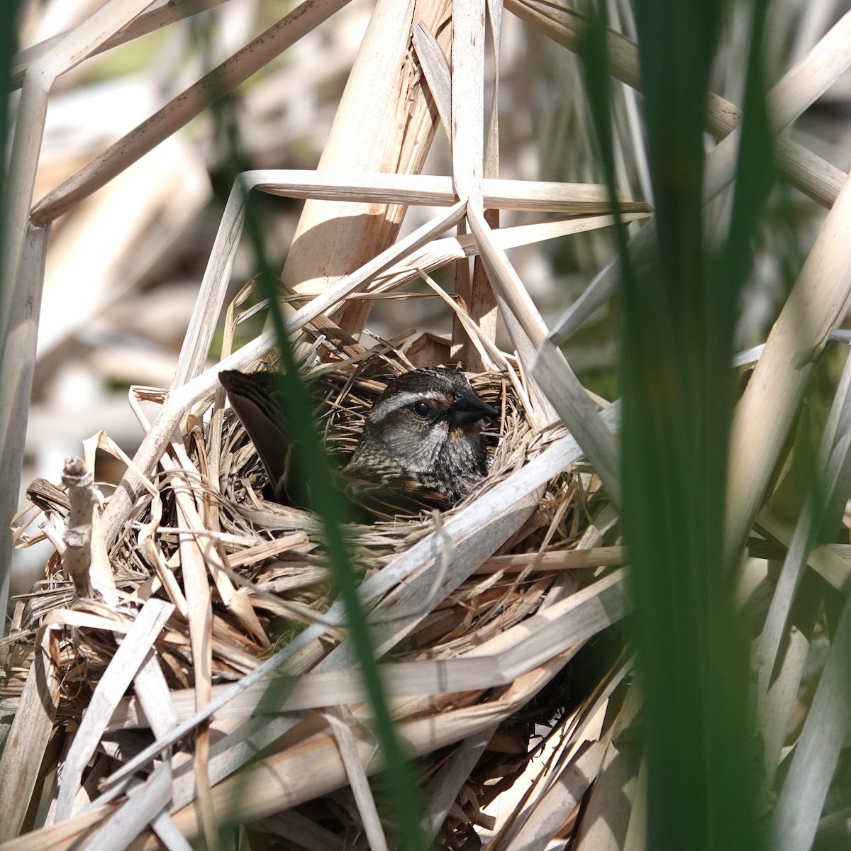 Red-winged Blackbird - ML619416108