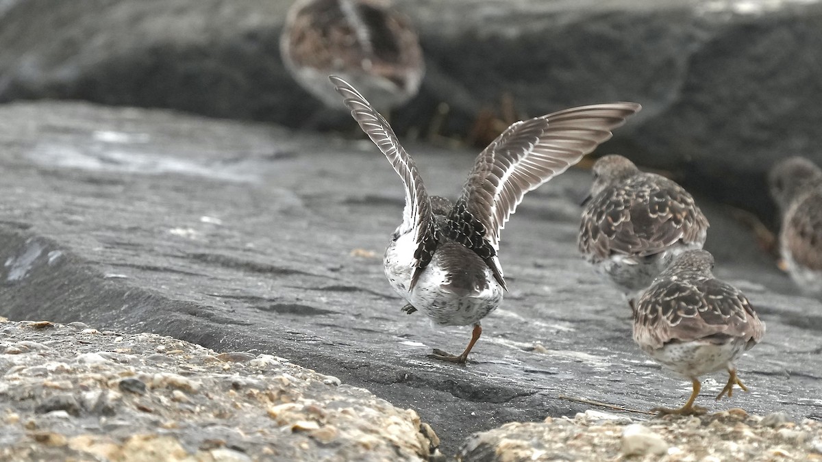 Purple Sandpiper - Sunil Thirkannad