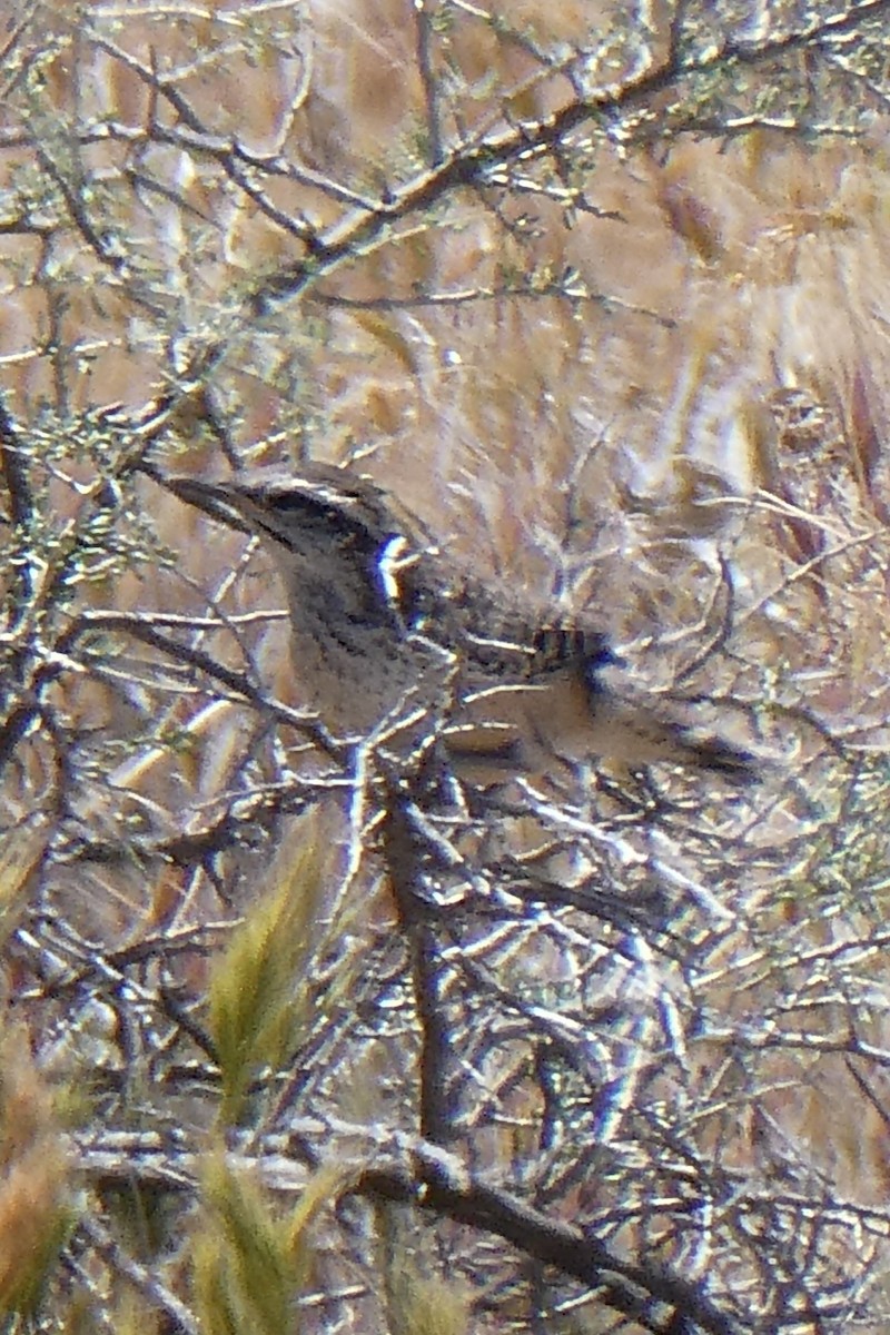 Cactus Wren - K K