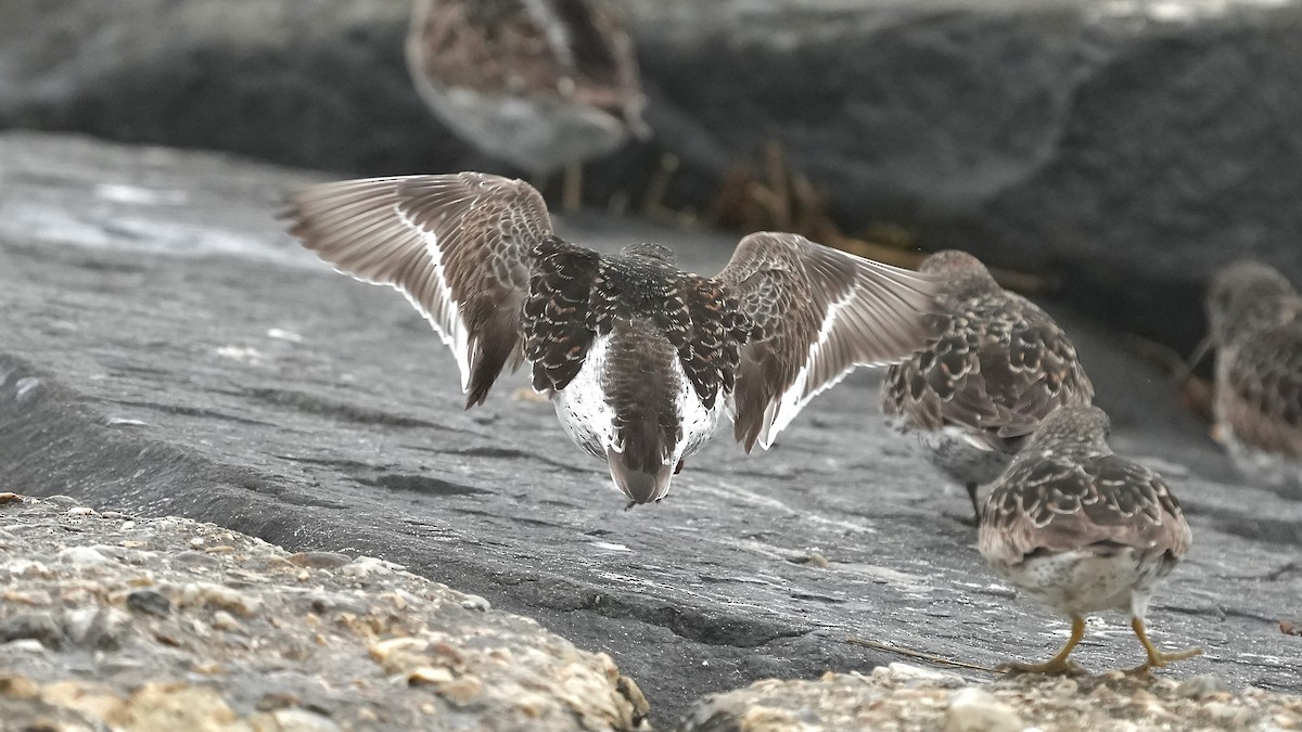 Purple Sandpiper - Sunil Thirkannad