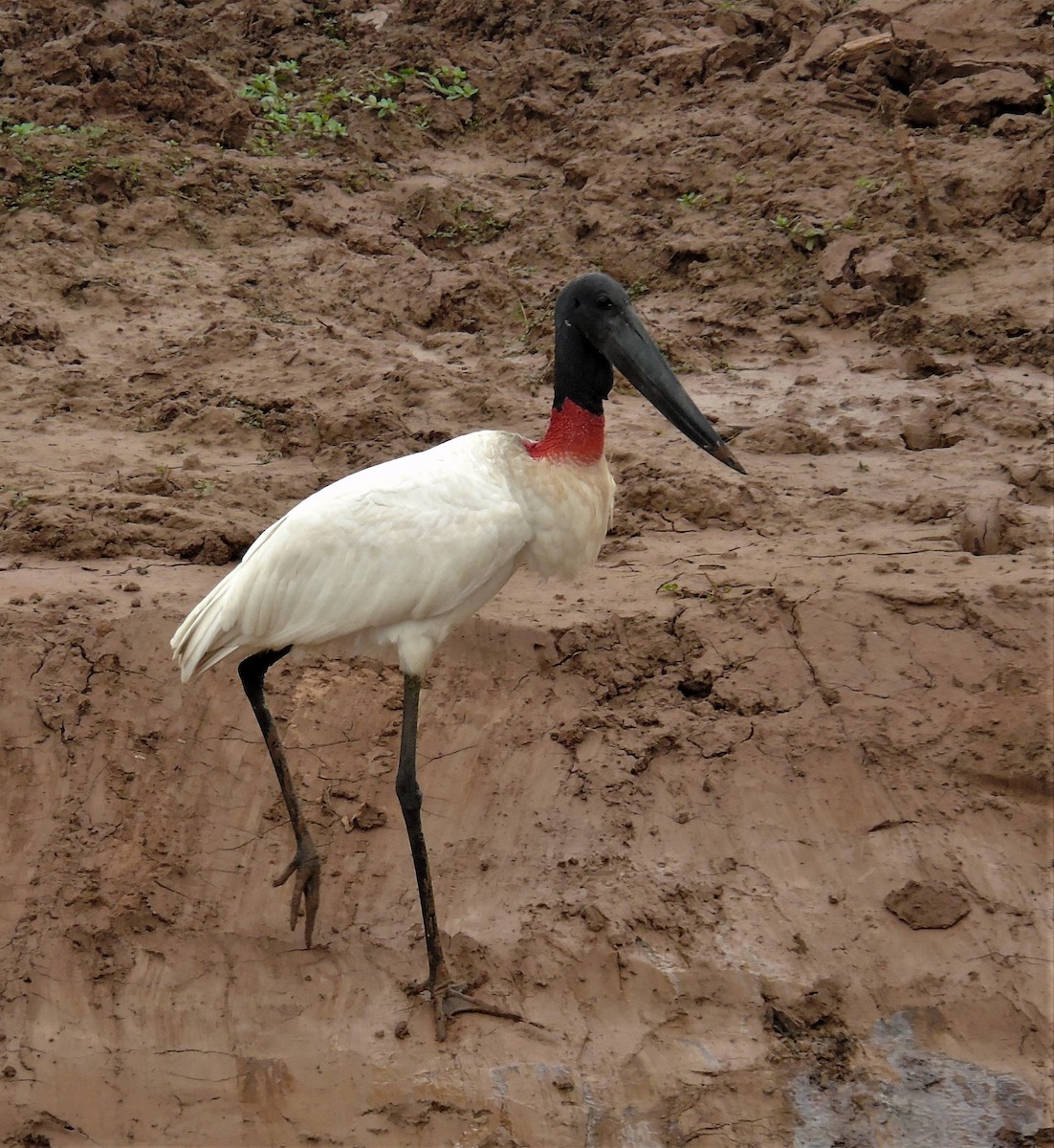 Jabiru - Oliver Kohler