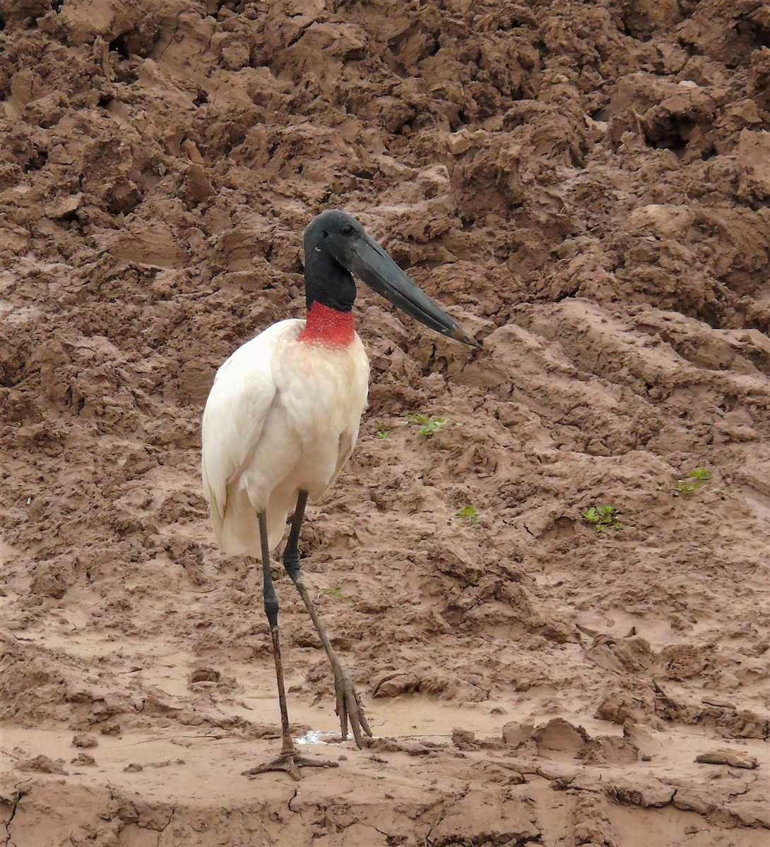 Jabiru - Oliver Kohler