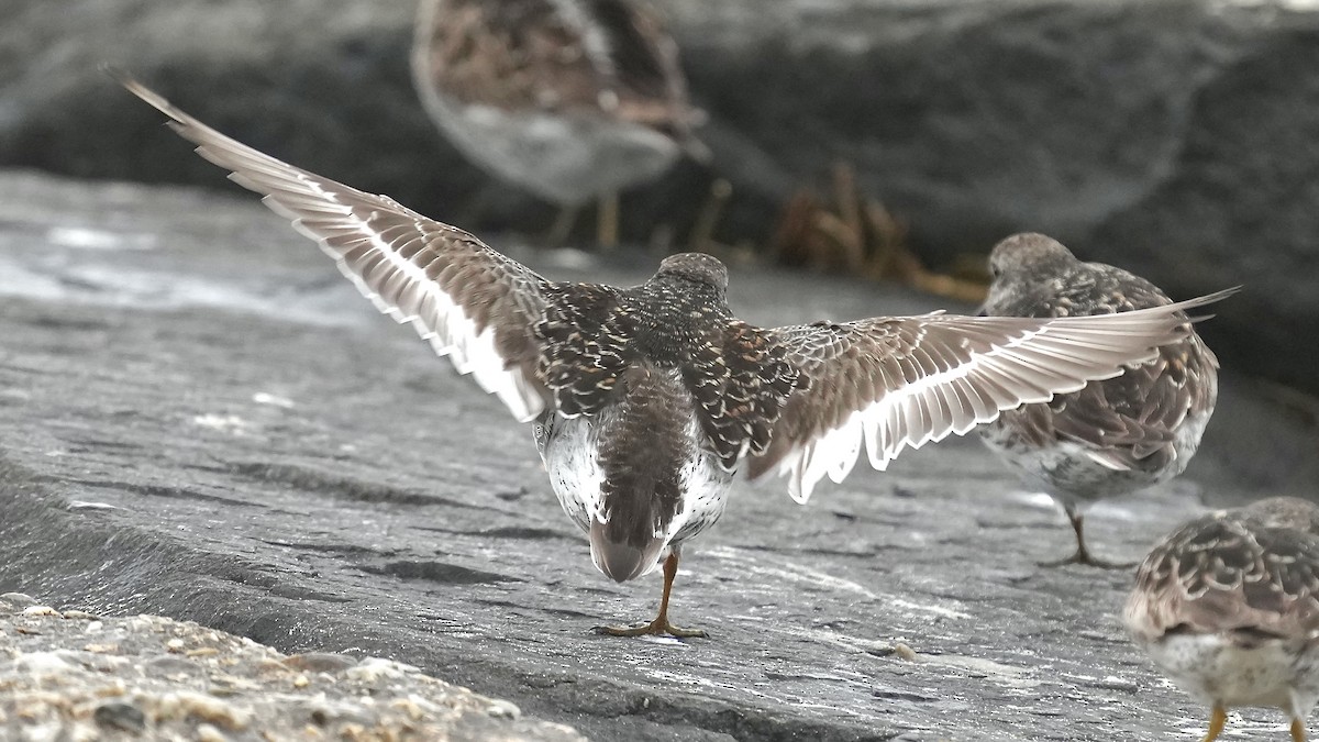 Purple Sandpiper - Sunil Thirkannad