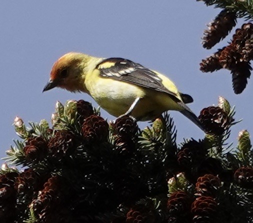 Western Tanager - ML619416128
