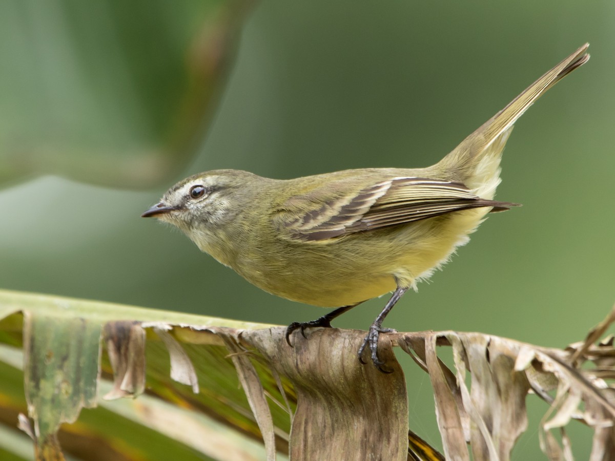 Planalto Tyrannulet - Luiz Anjos