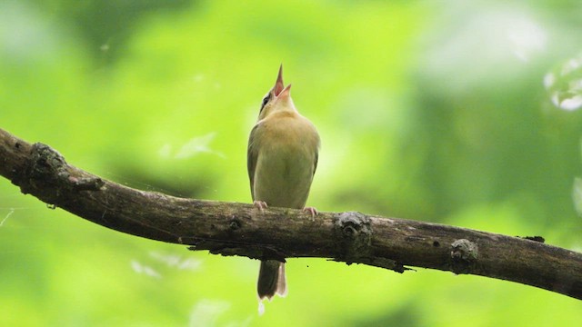 Worm-eating Warbler - ML619416138