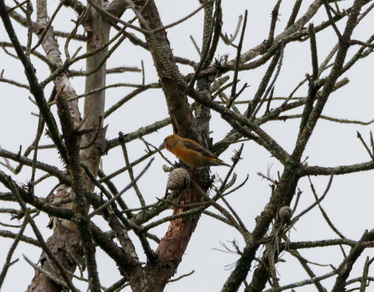 Red Crossbill - Dan Hannon