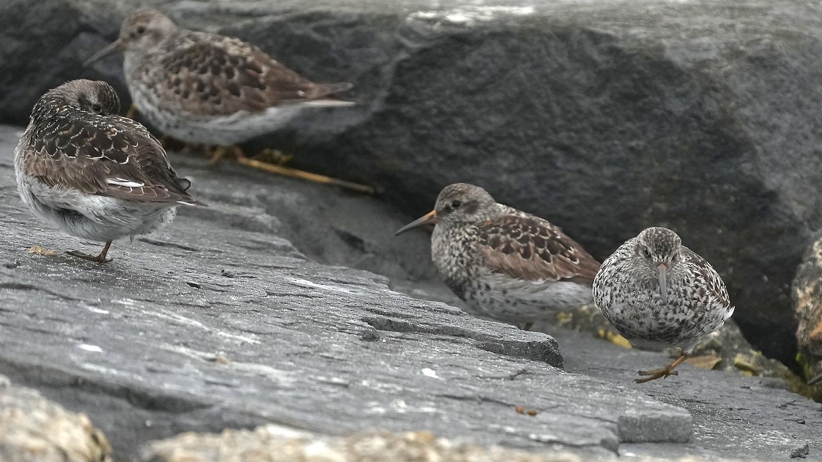 Purple Sandpiper - Sunil Thirkannad