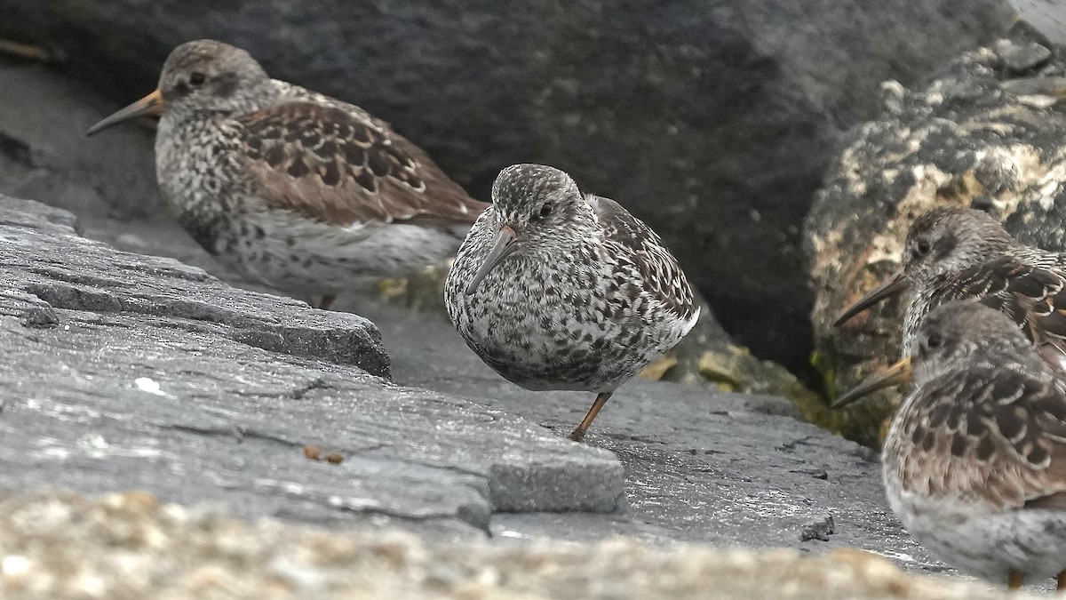 Purple Sandpiper - Sunil Thirkannad