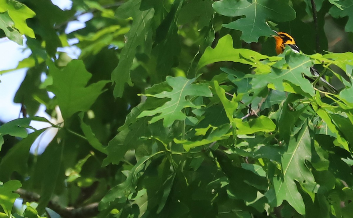 Blackburnian Warbler - Rob Bielawski