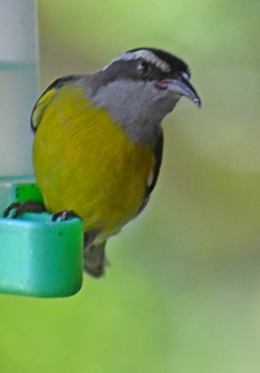 Bananaquit - Edward Clark