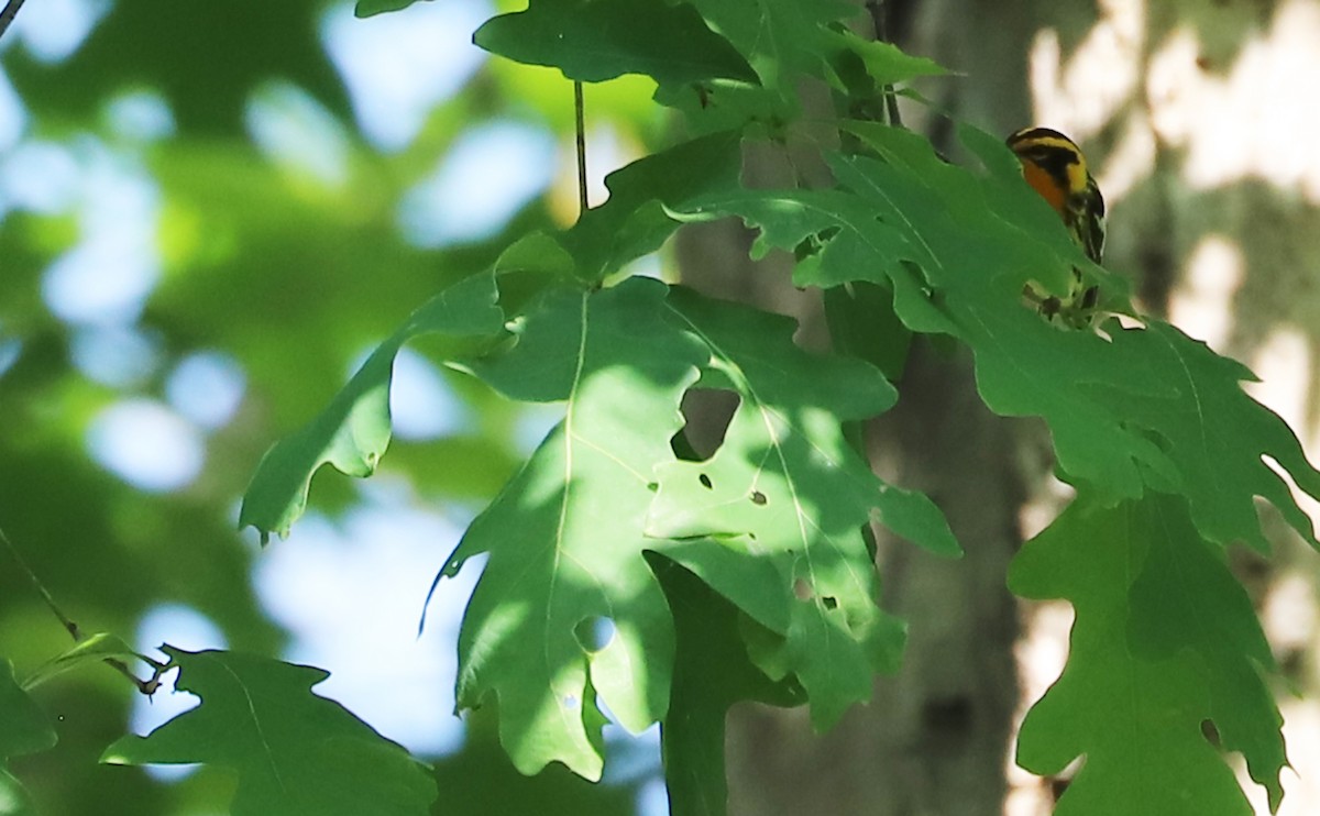 Blackburnian Warbler - Rob Bielawski