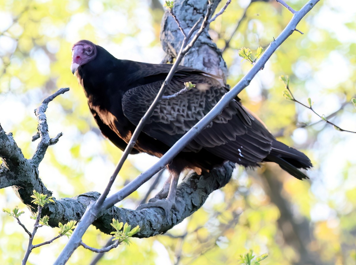 Turkey Vulture - Charlotte Byers