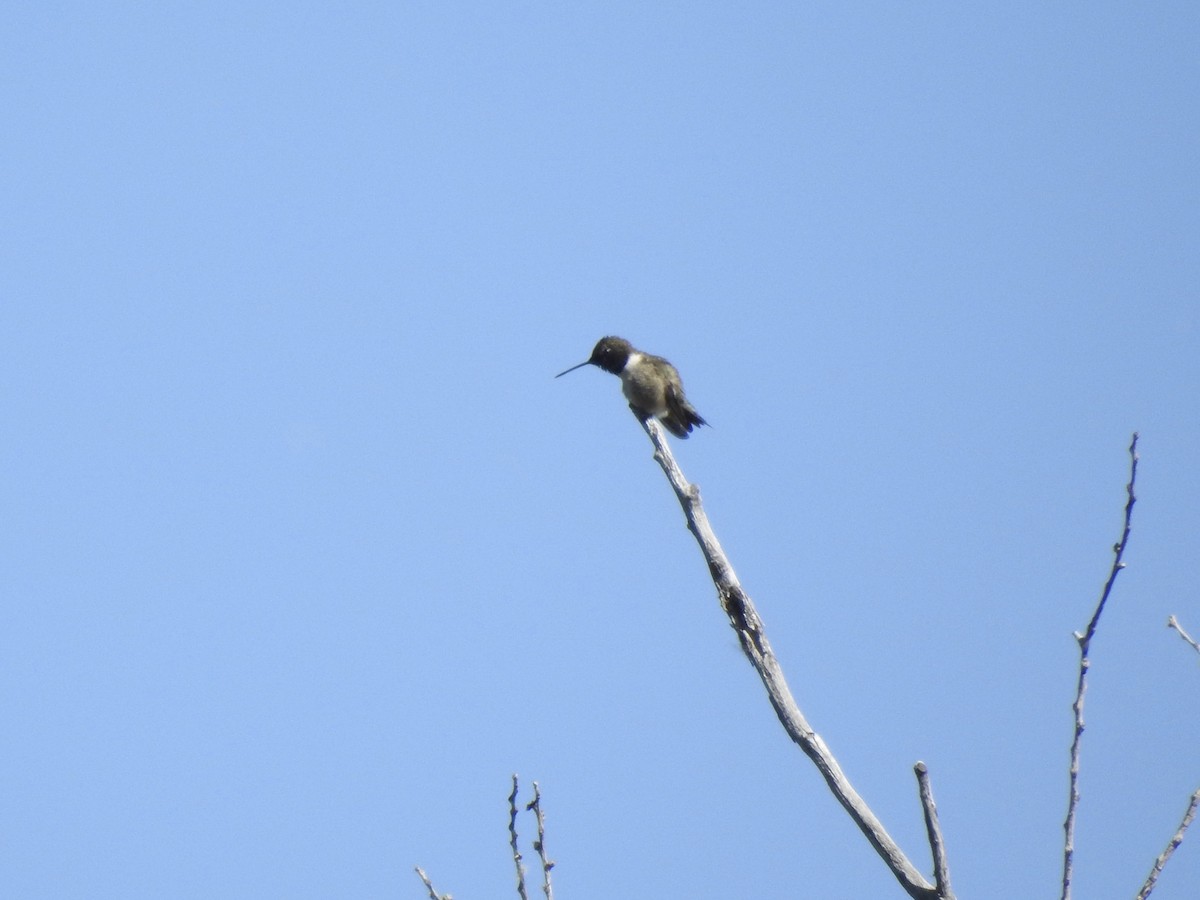 Black-chinned Hummingbird - Victoria Vosburg