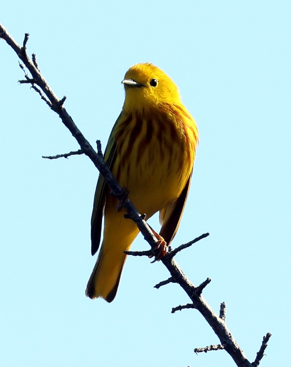 Yellow Warbler - ML619416216