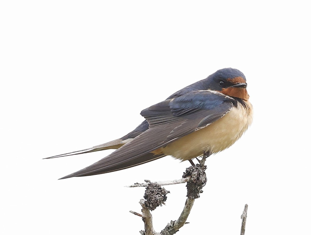 Barn Swallow - ML619416220