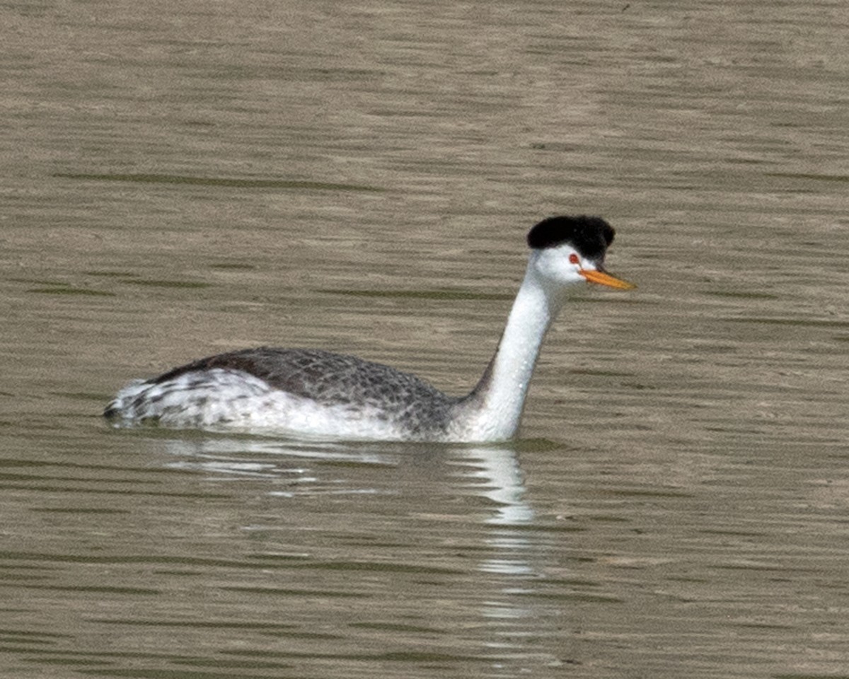 Clark's Grebe - Don Marsh