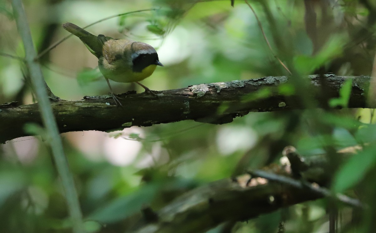 Common Yellowthroat - Rob Bielawski